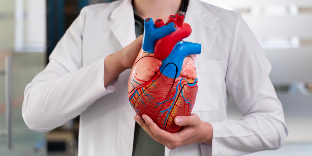 Why the Heart Is Slightly to the Left and Not Perfectly Centered