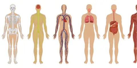 Seven Crazy Things You Probably Didn’t Know About Your Body