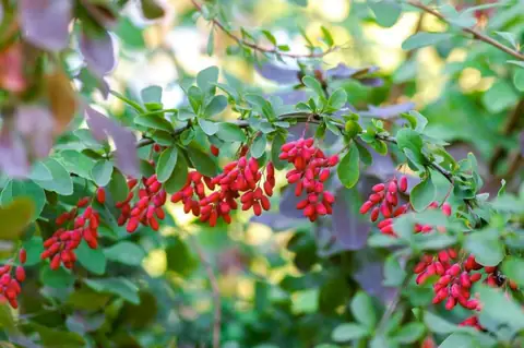 Is ‘Nature’s Ozempic’ Barberine Really Good For Weight Loss?