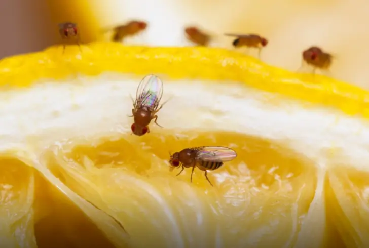 Close-up of fruit flies on citrus slice